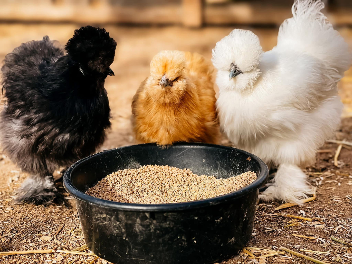 Farm Fresh Eggs